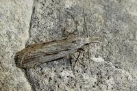 Dichomeris helianthemi