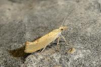 Ypsolopha alpella