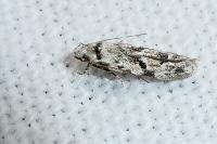 Stenolechia gemmella