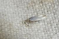 Leucoptera