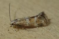 Elachista subocellea