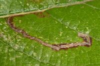 Lyonetia clerkella