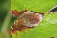Leucoptera malifoliella