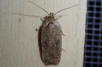 Agonopterix scopariella