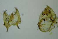 Trifurcula immundella