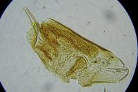 Trifurcula immundella