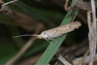 Coleophora clypeiferella