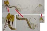 Coleophora clypeiferella
