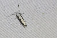Ethmia bipunctella