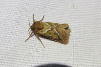 Triodia sylvina