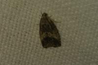 Cydia fagiglandana/splendana