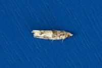 Crocidosema plebejana