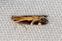 Helcystogramma lamprostoma