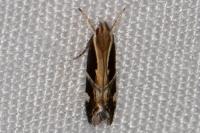 Helcystogramma lamprostoma