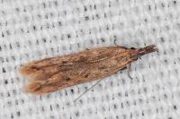 Dichomeris acuminata
