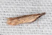 Dichomeris acuminata