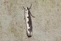 Ethmia bipunctella