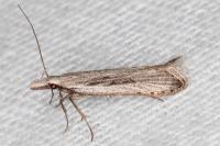 Dichomeris helianthemi