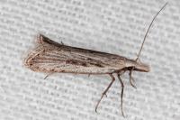 Dichomeris helianthemi