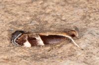 Helcystogramma lamprostoma