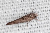 Zelleria oleastrella