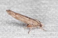 Zelleria oleastrella