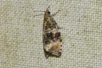 Celypha lacunana