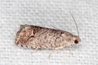 Cydia splendana