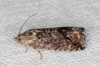 Cydia splendana