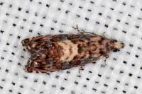 Pammene gallicolana