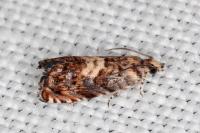 Pammene gallicolana