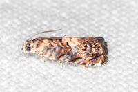 Pammene gallicolana
