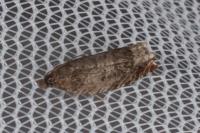 Ancylis achatana