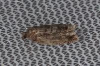 Ancylis achatana