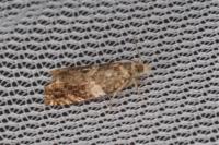 Epinotia abbreviana