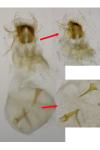 Epinotia abbreviana