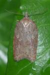 Acleris sparsana
