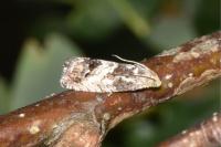 Cydia splendana