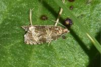 Celypha lacunana