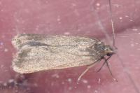 Acompsia cinerella
