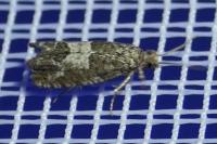 Spilonota laricana