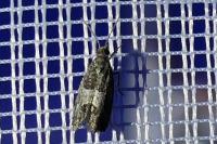 Spilonota laricana