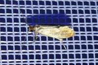 Tinea semifulvella