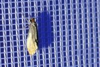 Tinea semifulvella