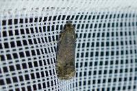 Cydia splendana