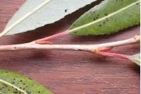 Phyllocnistis ramulicola