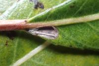 Phyllocnistis ramulicola