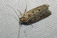 Hofmannophila pseudospretella