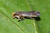 Cephimallota crassiflavella