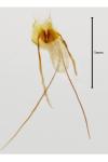 Cephimallota crassiflavella